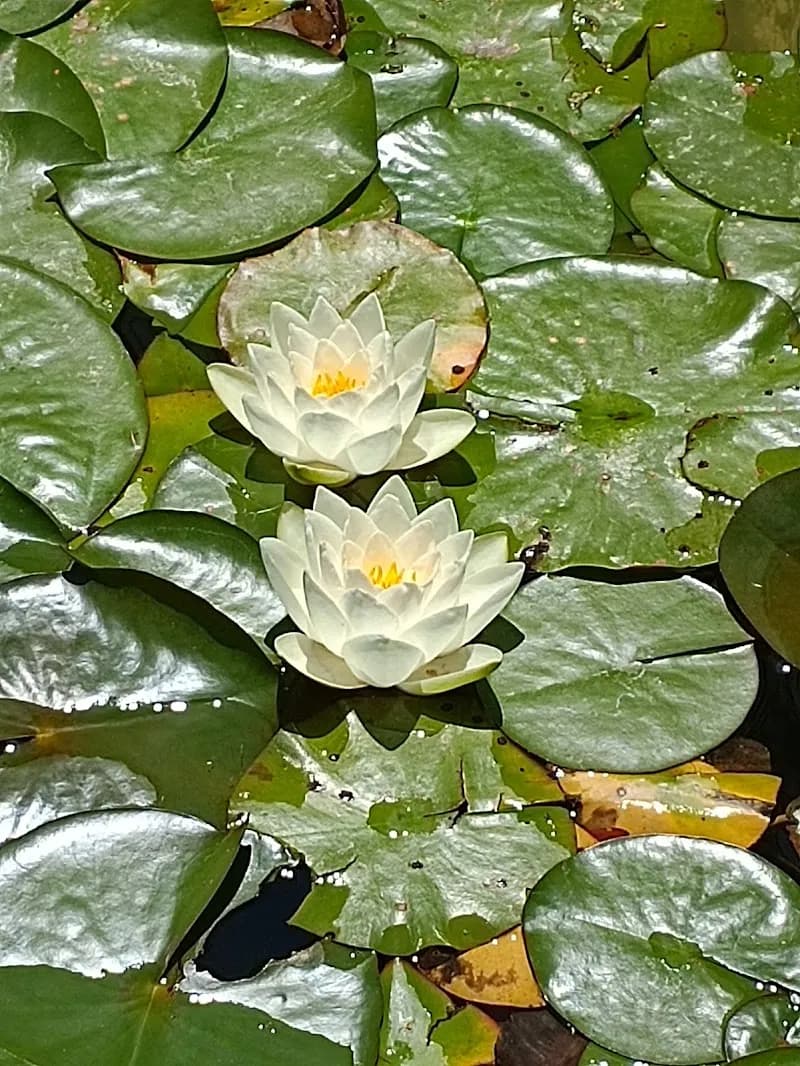 Ботанический Сад г. Кемер. botanical garden in Kemer, Antalya