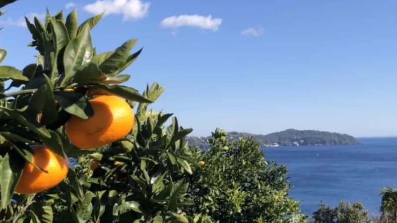 もんがわアグリパーク(冬季限定みかんキウイ狩り) service in Yugawara, Kanagawa