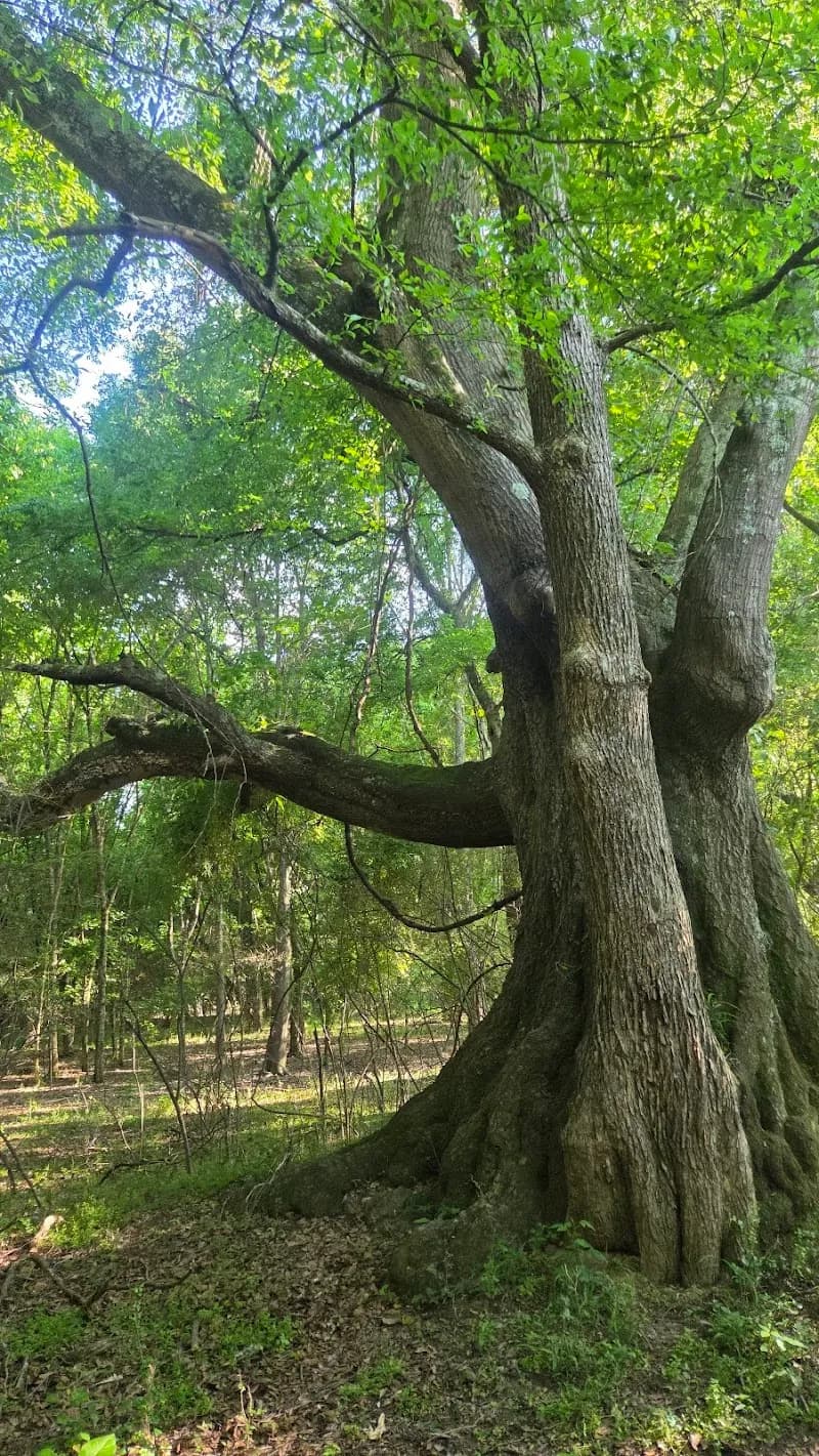 View of Abbotts Bridge Recreation Area in Johns Creek, GA