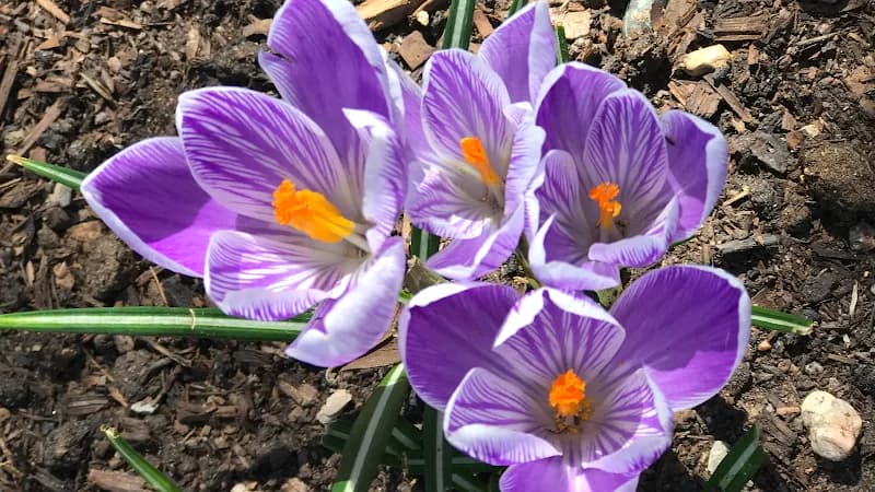 ABQ BioPark - Botanic Garden botanical garden in Albuquerque, NM