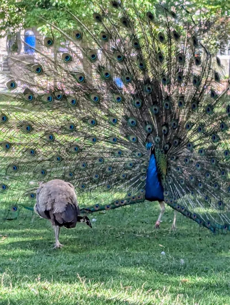 View of ABQ BioPark Zoo in Albuquerque, NM