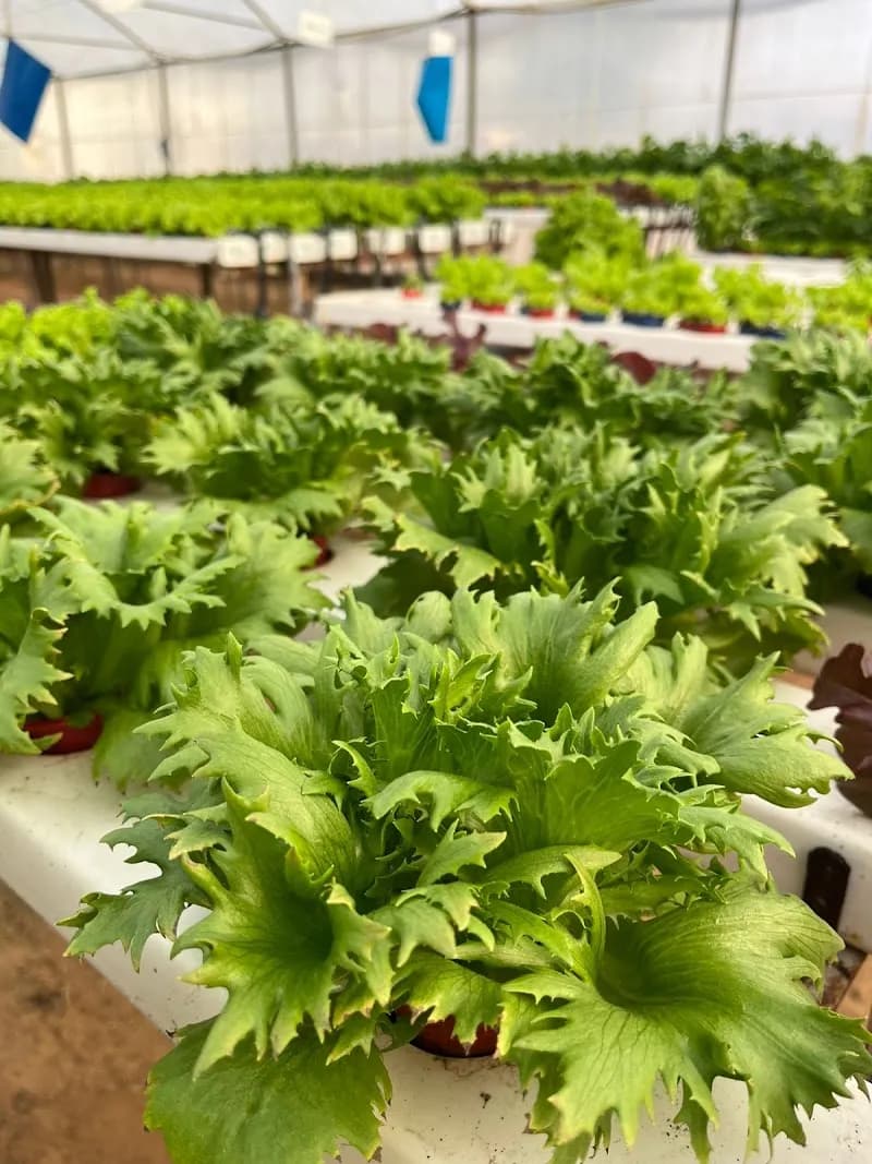 View of Abu Rawash Farm in Maadi, Cairo