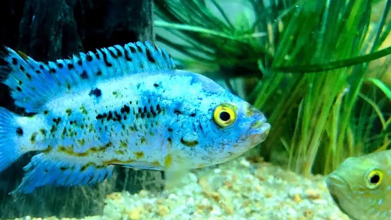 acuario acuaworld aquarium in Montevideo, MO