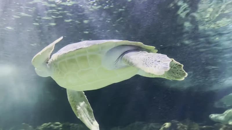 View of Acuario Inbursa in Mexico City, CDMX