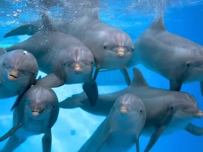 Adventure Golf Bruges entertainment in Bruges, WV