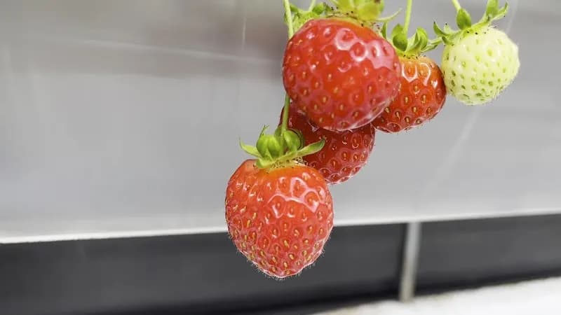 View of Ahtti strawberry farm experience in Hanam, GG