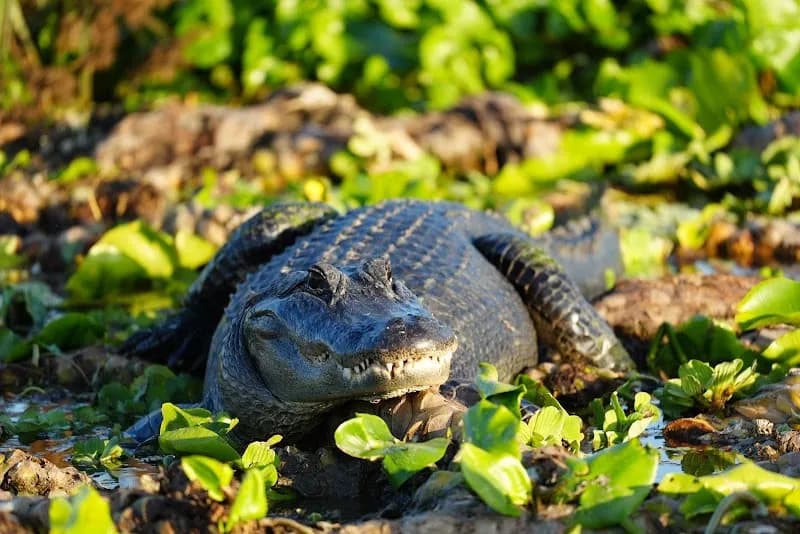 View of Airboat and Gator Charters in Daytona Beach, FL