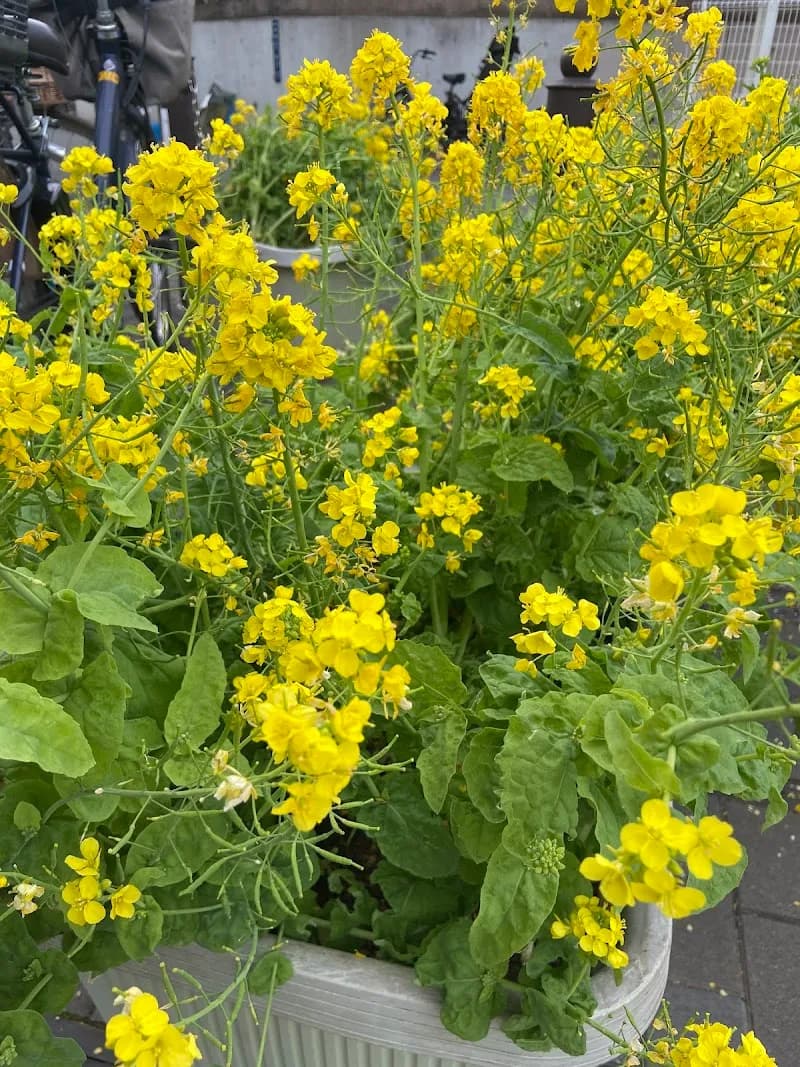 View of Akatsuka Botanical Garden in Tachikawa, Tokyo
