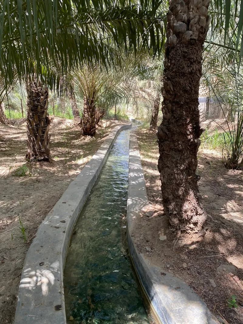 View of Al Ain Oasis in Al Ain, Abu Dhabi