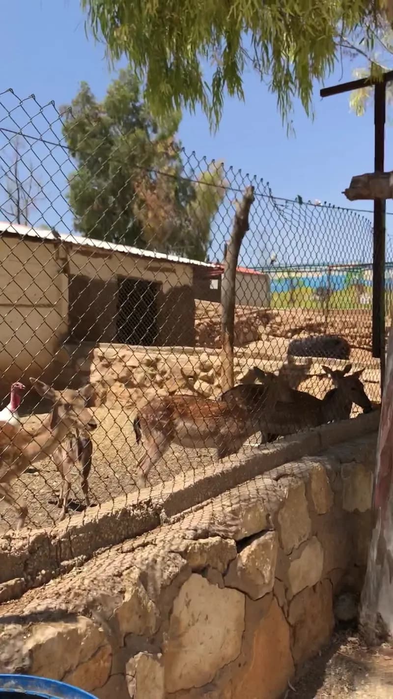 View of Al-Manara Zoo & Animal Park in Amman, AM