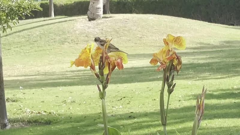View of Al Nahda Pond Park in Business Bay, Dubai
