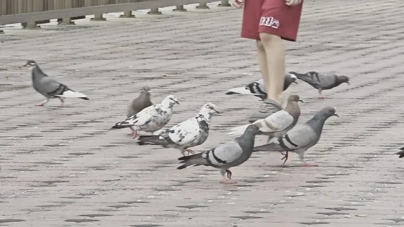 View of Al Noor Island in Sharjah (Al Qasba), Dubai