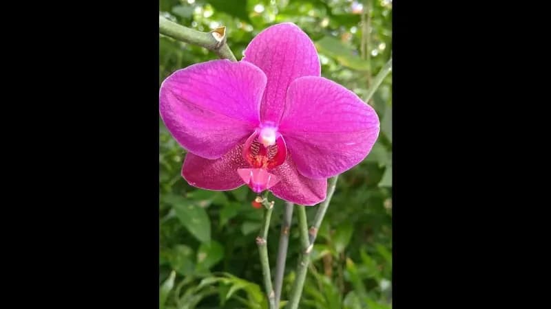 View of Allan Gardens in Toronto, ON