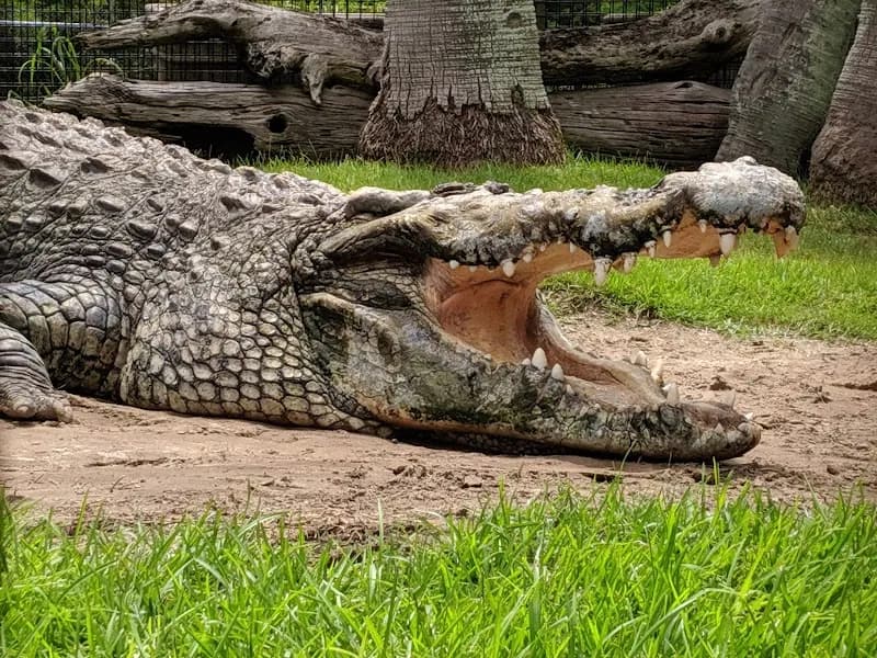 Alligator Adventure zoo in Myrtle Beach, SC