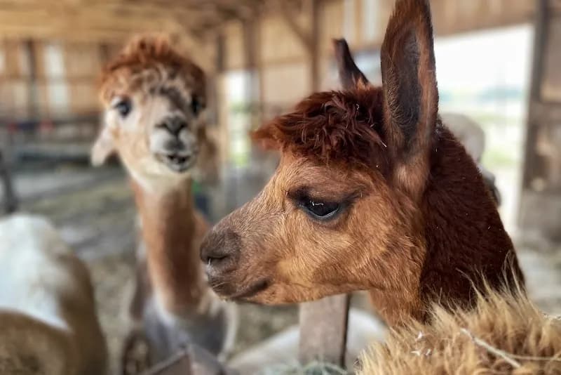 View of Alpaca Pines llc Farm and Fiber Mill in Little Rock, AR