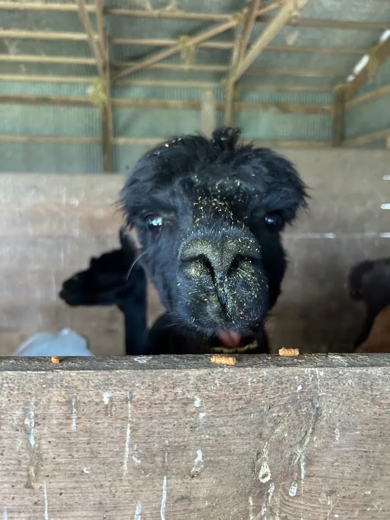 View of Alpaca Pines llc Farm and Fiber Mill in Little Rock, AR
