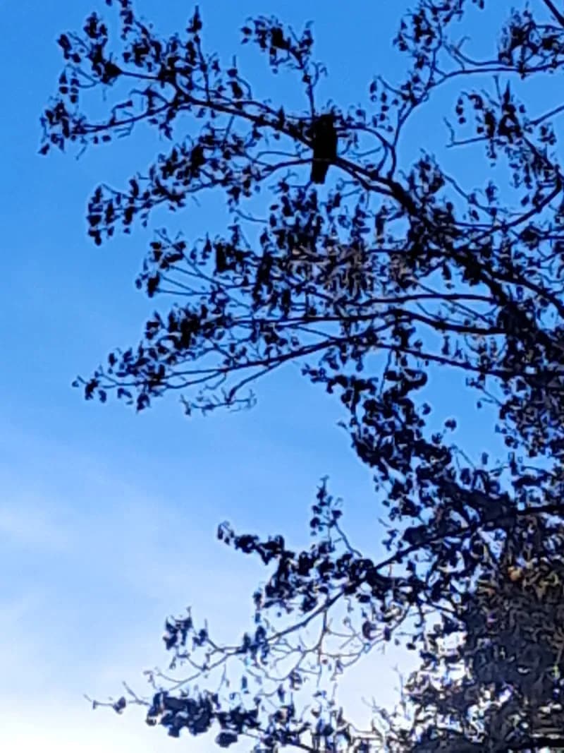 View of Alterbach Renaturalisierung und Fischaufsteg in Salzburg, SBG