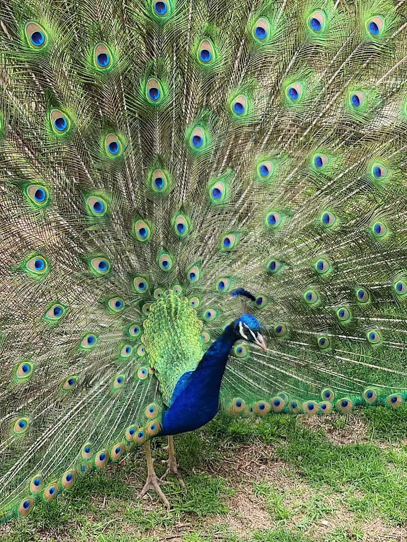 Amarillo Zoo zoo in Amarillo, TX