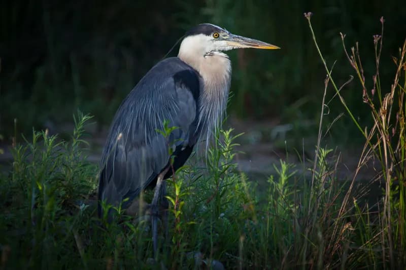 View of American River Parkway Foundation in Carmichael, CA