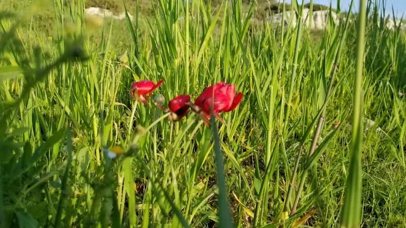 View of Amman National Park in Jabal Amman, Amman