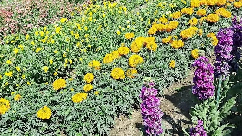 View of Amrit Udyan in Delhi, DL