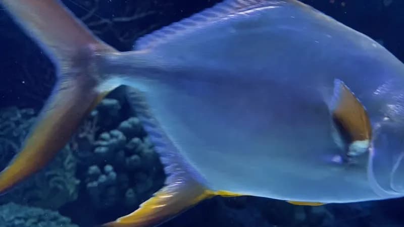 View of Antalya Aquarium in Konyaaltı, Antalya