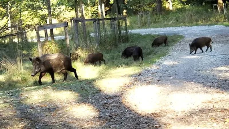 View of Antheringer Au in Anthering, Salzburg