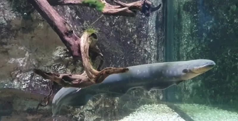 View of Aquarium Tropical in Vincennes, IDF