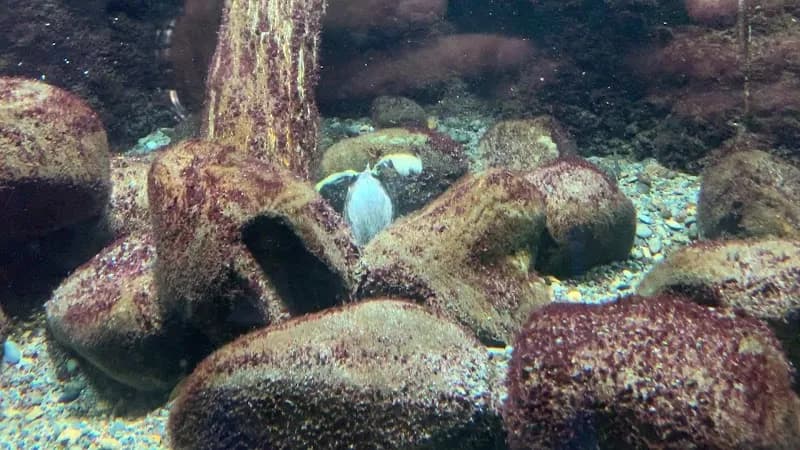 View of Aquatic Life House in Musashino, Tokyo