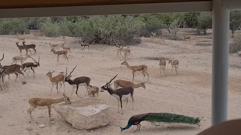 View of Arabian Wildlife Park in Al Manara, Abu Dhabi