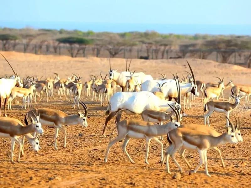 View of Arabian Wildlife Park in Al Manara, Abu Dhabi