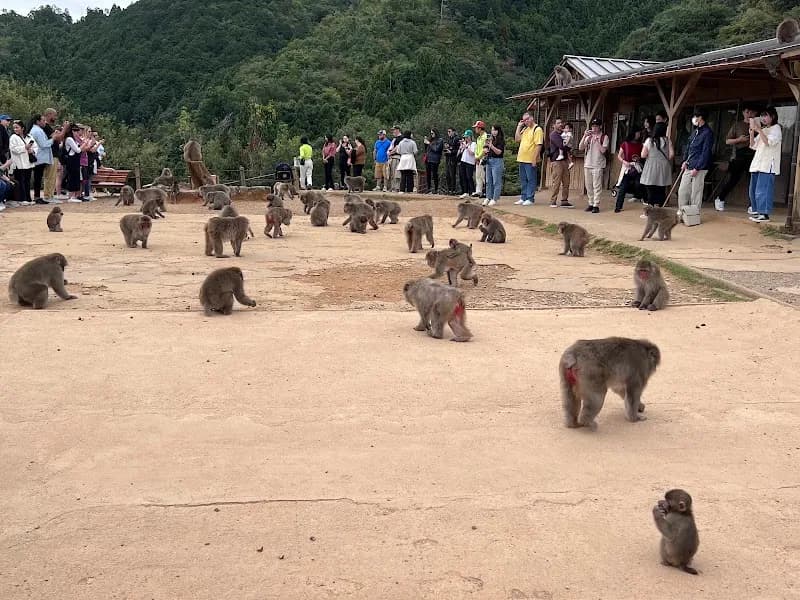 Arashiyama Monkey Park Iwatayama wildlife park in Kyoto, KT
