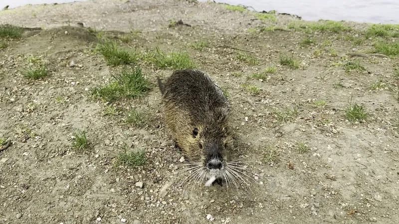 View of Archer's Island in Roztoky, CZ