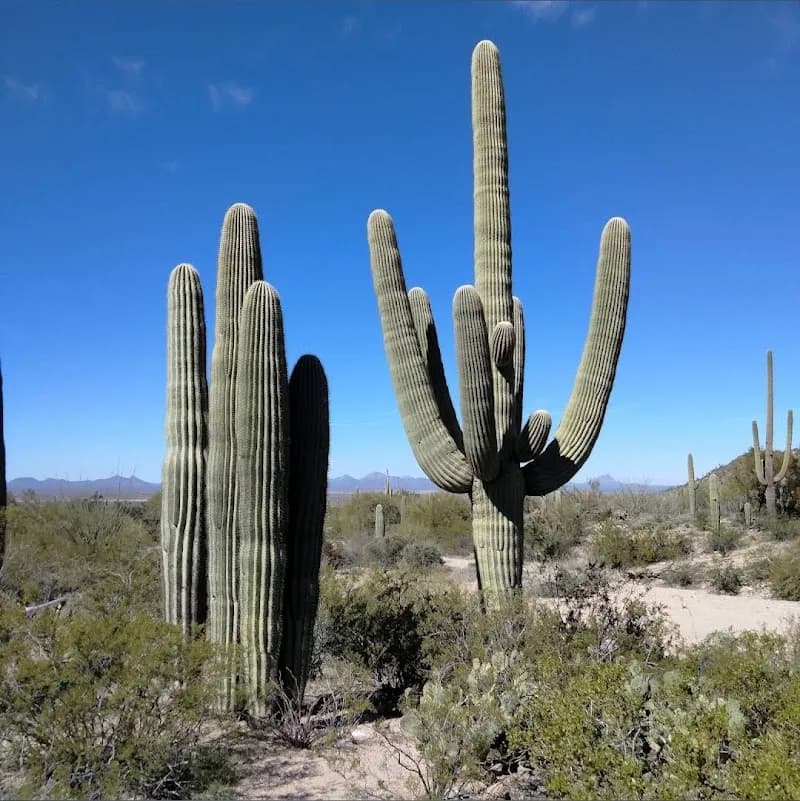 Arizona-Sonora Desert Museum tourist attraction in Tucson, AZ