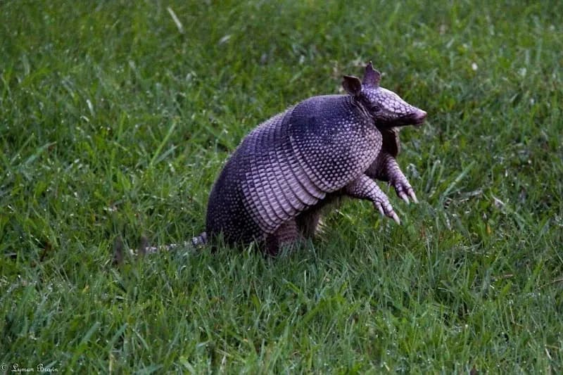 Armand Bayou Nature Center nature preserve in Clear Lake, TX