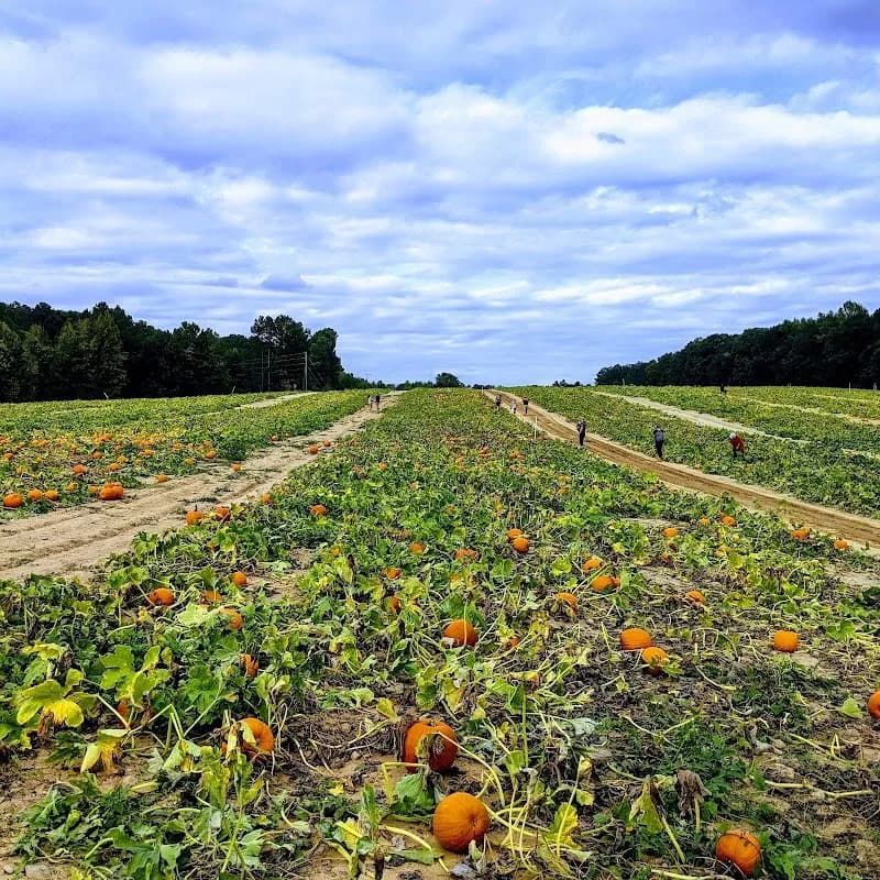 Ashland Berry Farm Inc farm in Ashland, VA