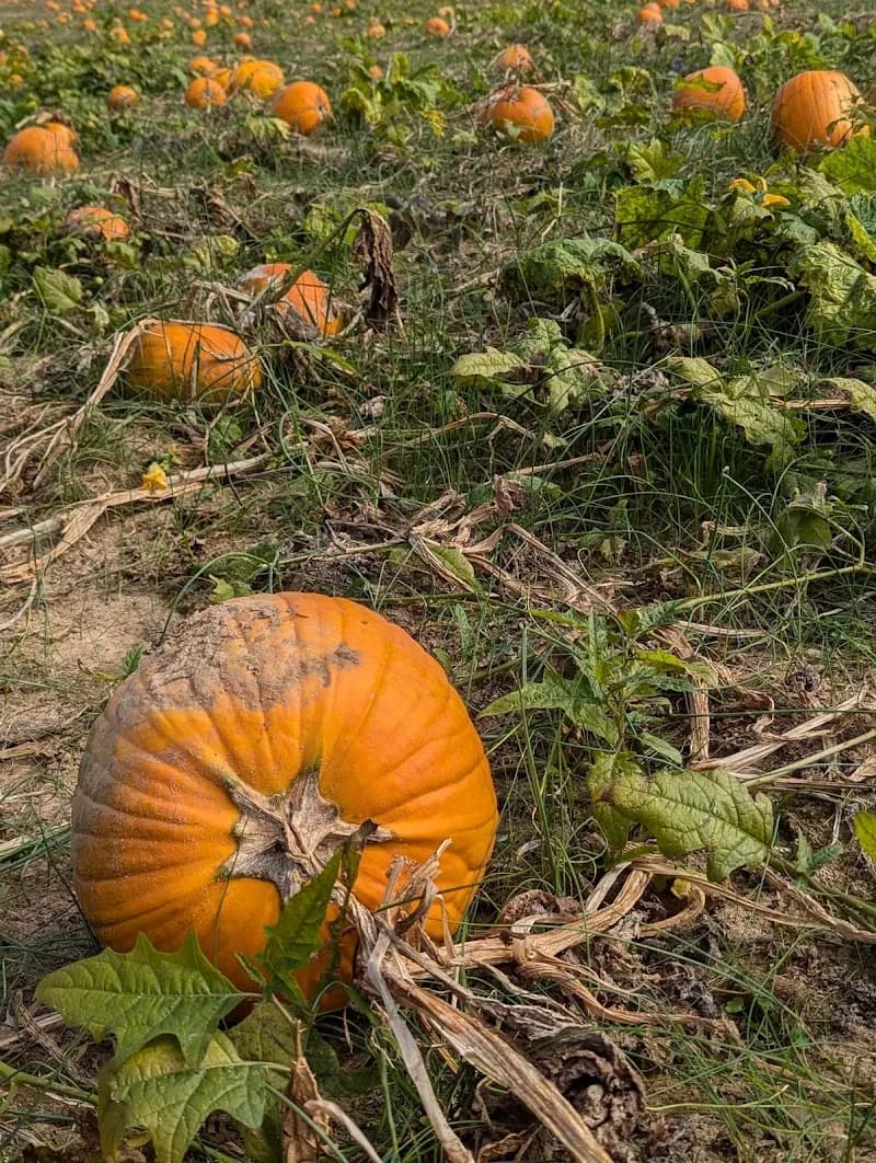 View of Ashland Berry Farm Inc in Ashland, VA