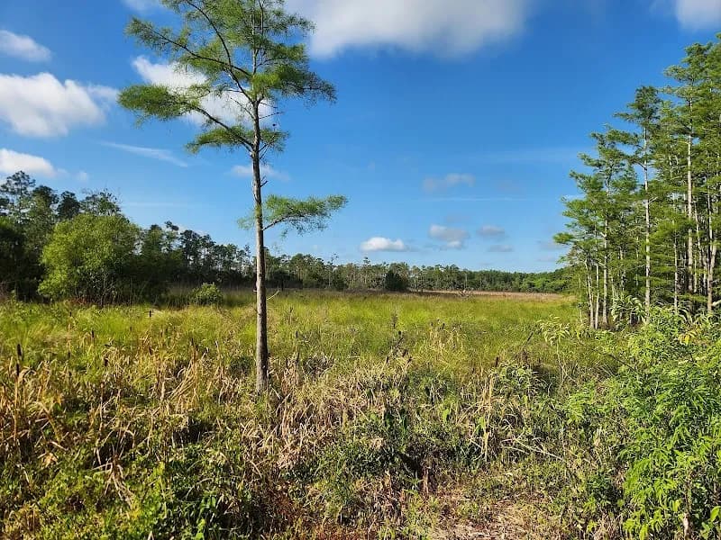 View of Audubon Corkscrew Swamp Sanctuary in Fort Myers, FL