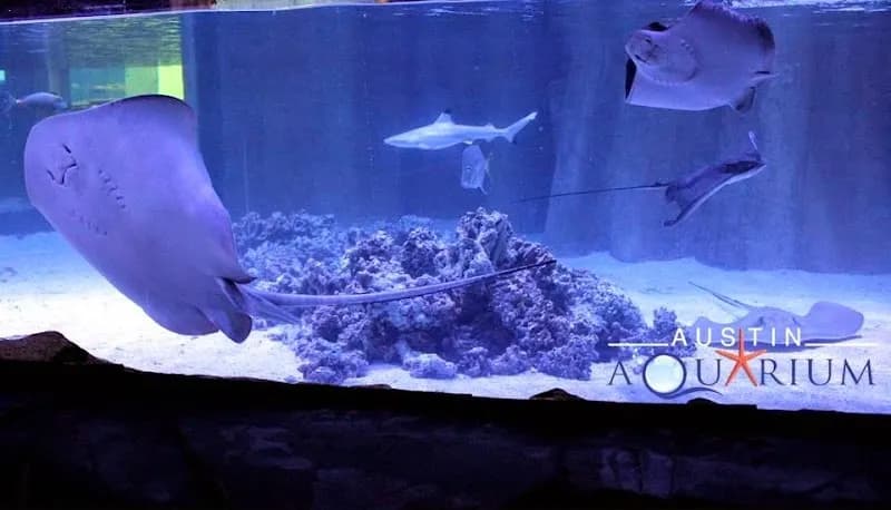 Austin Aquarium aquarium in Austin, TX