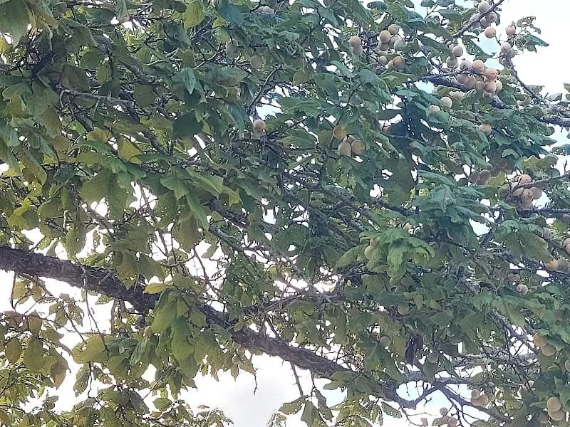 View of Avery Ranch Morningside Park in Avery Ranch, TX