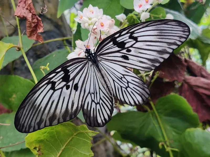 View of Bali Butterfly Park in Bali, BA
