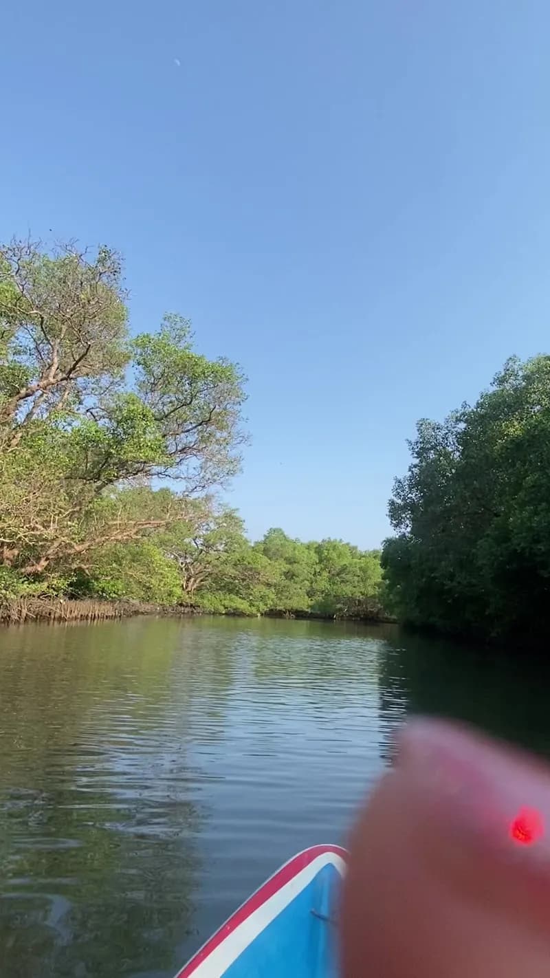 View of Bali Mangrove Forest Tour in Sanur, Bali