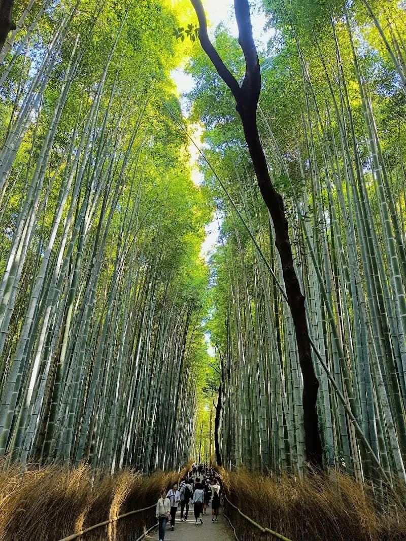 Bamboo Grove (Arashiyama Bamboo Forest) nature in Sagatenryuji, KYO