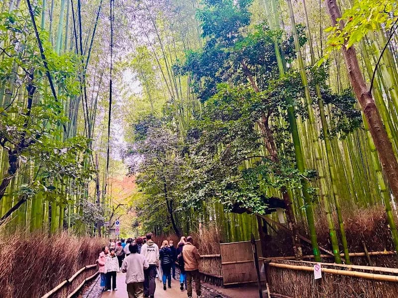 View of Bamboo Grove (Arashiyama Bamboo Forest) in Sagatenryuji, KYO