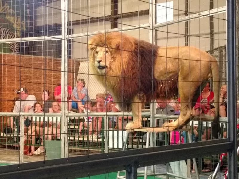 Big Cat Habitat zoo in Sarasota, FL