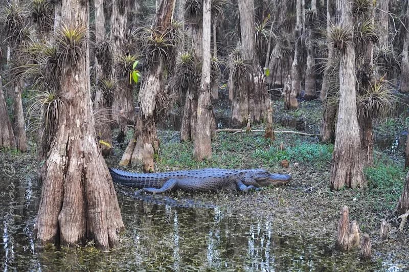 View of Big Cypress National Preserve in Naples, FL