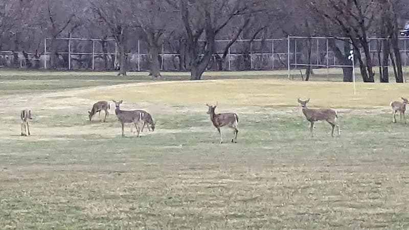 View of Billy Caldwell Golf Course in Wheaton, IL
