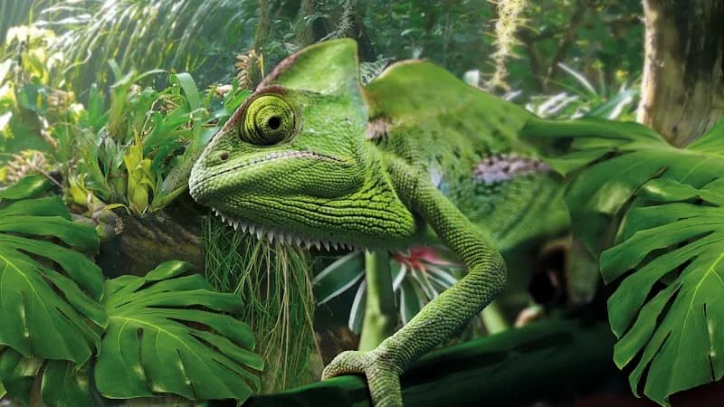 Biosphäre Potsdam botanical garden in Potsdam, BB