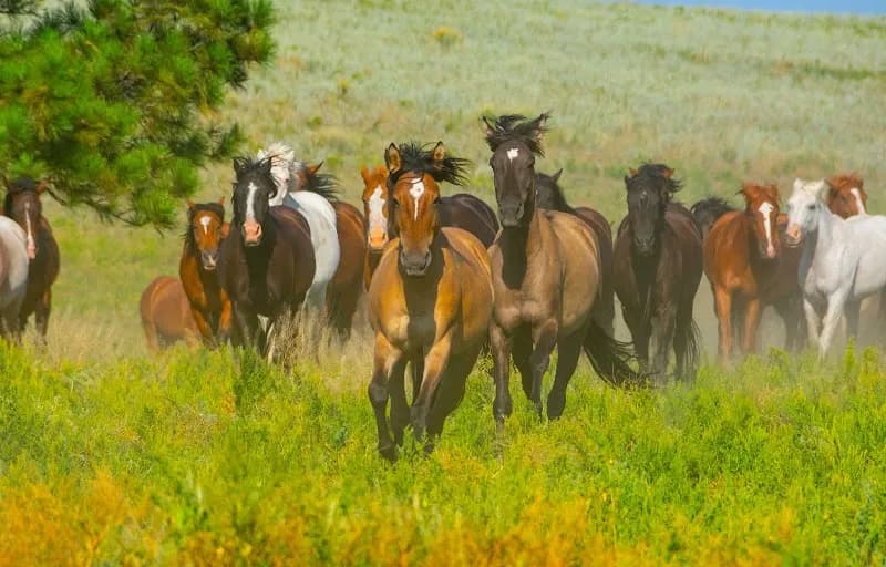Black Hills Wild Horse Sanctuary non profit organization in Rapid City, SD