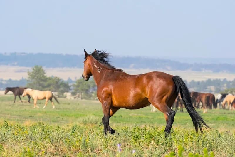 View of Black Hills Wild Horse Sanctuary in Rapid City, SD